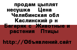 продам цыплят “несушка“ › Цена ­ 150 - Челябинская обл., Каслинский р-н, Багаряк с. Животные и растения » Птицы   